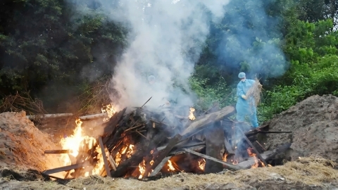 Destroying 20 tigers and 1 leopard dying in Dong Nai